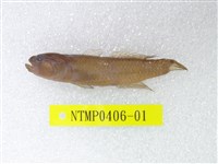 藏品(綠斑細棘鰕虎魚)的圖片